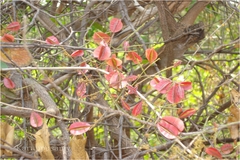 Combretum albidum var. albidum